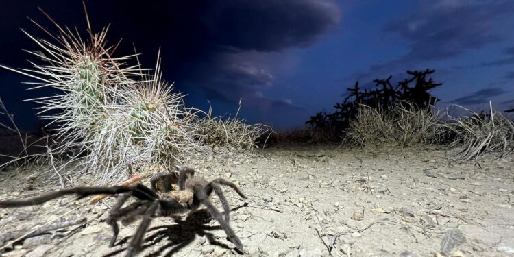 Spider lovers scurry to Colorado town in search of mating tarantulas and community