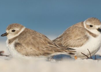 The Bahamas | Audubon