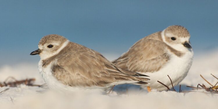 The Bahamas | Audubon