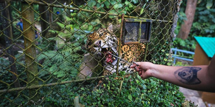 The drug lords’ side-hustle: smuggling macaws, jaguars and frogs