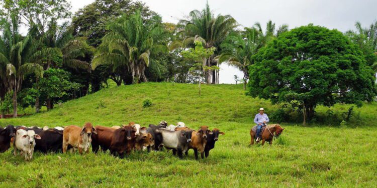 The flesh-eating worms devouring cows