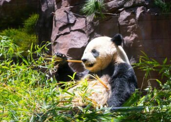 These California pandas won't pander if given political voice
