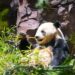 These California pandas won't pander if given political voice