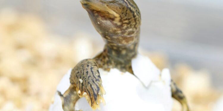 This is Canada’s most genetically distinct animal