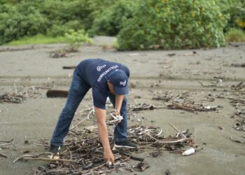La liberación de estas tortugas marinas resalta la importancia de cuidar las costas. Foto: Cortesía