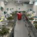 Tour of cannabis factory in Canada shows glimpse of road ahead for Ireland
