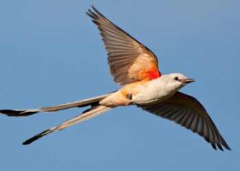 USDA awards $66 million to Arkansas conservation projects