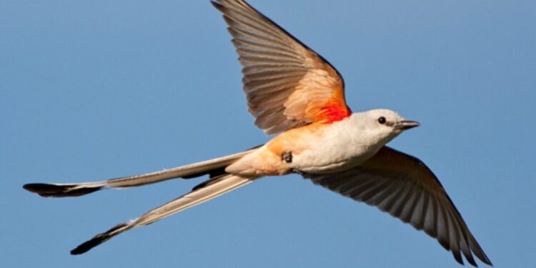 USDA awards $66 million to Arkansas conservation projects