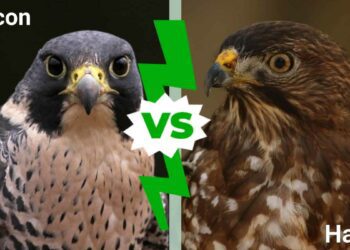 What is the Difference Between a Falcon and a Hawk?