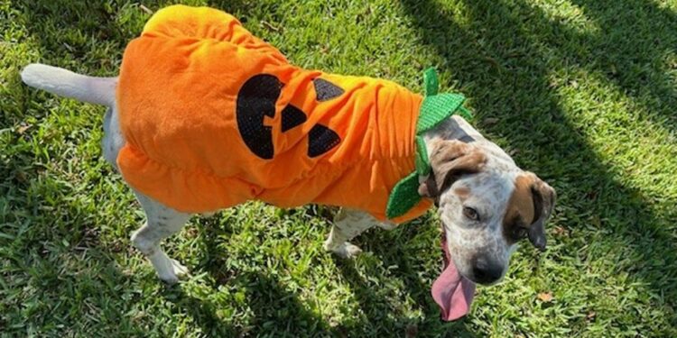 What's happening in America's oldest city in October