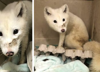 White animal seen wandering in Portland, OR identified as Arctic fox