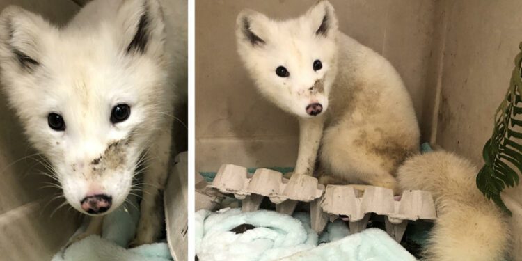 White animal seen wandering in Portland, OR identified as Arctic fox