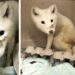 White animal seen wandering in Portland, OR identified as Arctic fox