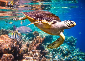A hawksbill turtle swimming in clear blue water with fishes and corals.