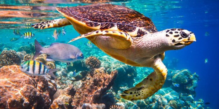 A hawksbill turtle swimming in clear blue water with fishes and corals.