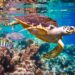 A hawksbill turtle swimming in clear blue water with fishes and corals.