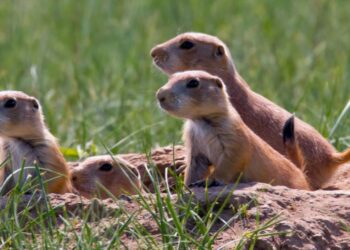 Southern Plains Land Trust – a gem in the landscape of southeast Colorado – Part One : The Prowers Journal