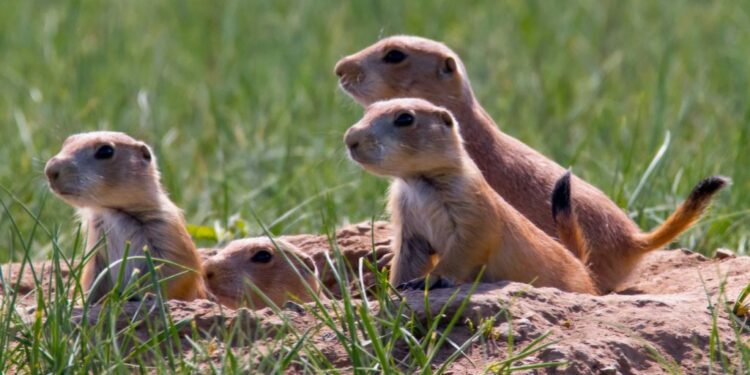 Southern Plains Land Trust – a gem in the landscape of southeast Colorado – Part One : The Prowers Journal