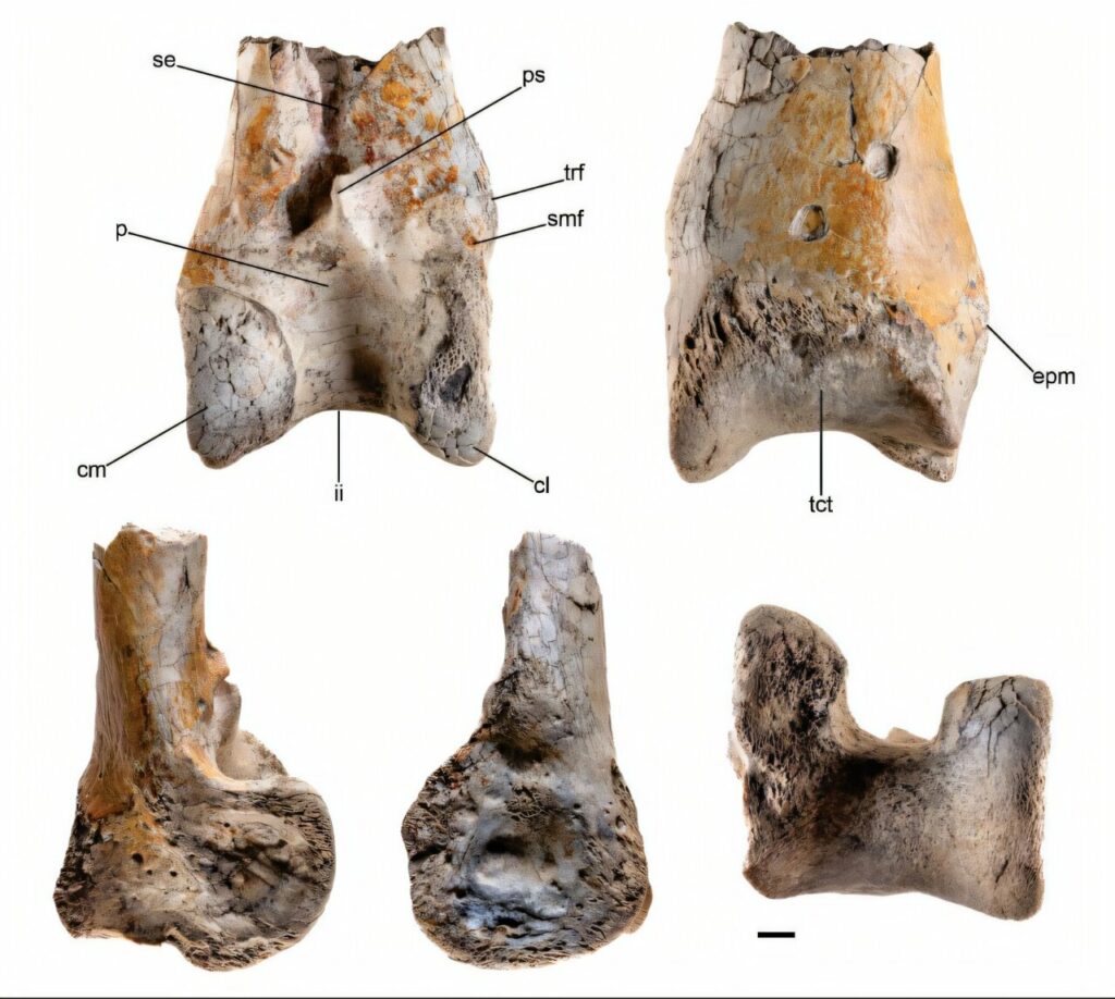 Fossil of huge terror bird offers new information about wildlife in South America 12 million years ago