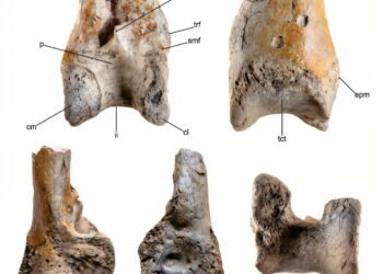 Fossil of huge terror bird offers new information about wildlife in South America 12 million years ago