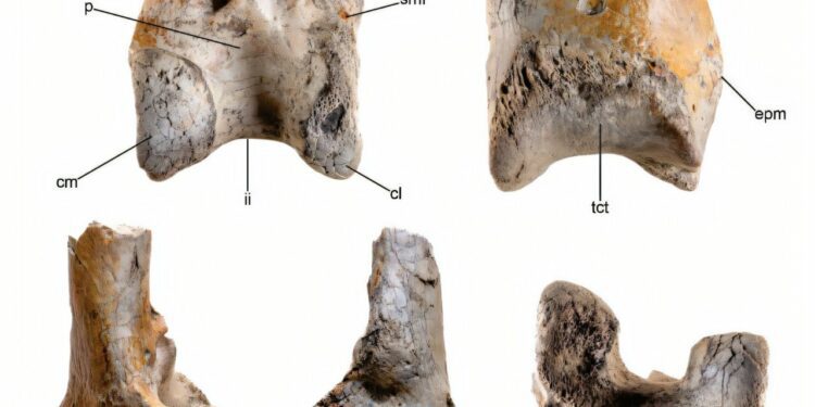 Fossil of huge terror bird offers new information about wildlife in South America 12 million years ago