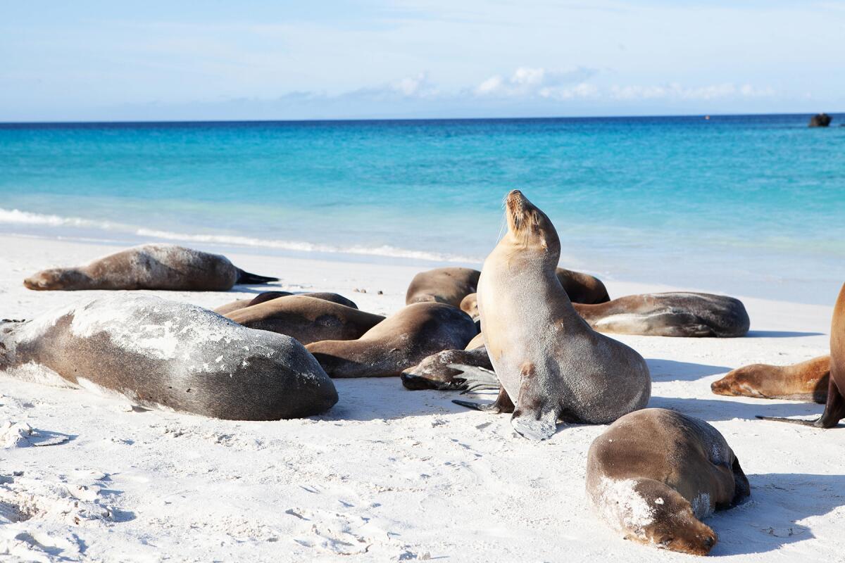 Photo of a group of Galapagos Sea Lions.