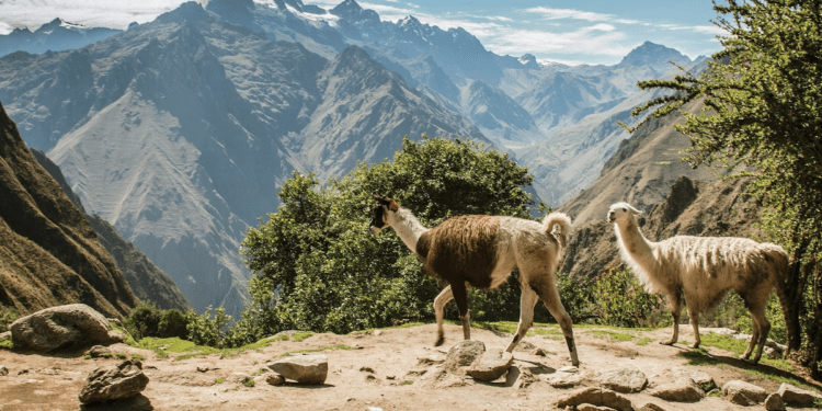 How to plan a family trip in the footsteps of Paddington Bear, from London to Peru