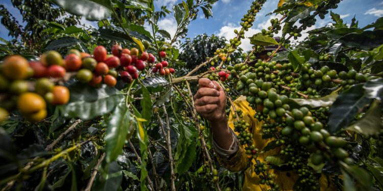 Prices and Weather in Colombia Create Tension Between Conventional and SpecialtyDaily Coffee News by Roast Magazine