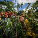 Prices and Weather in Colombia Create Tension Between Conventional and SpecialtyDaily Coffee News by Roast Magazine