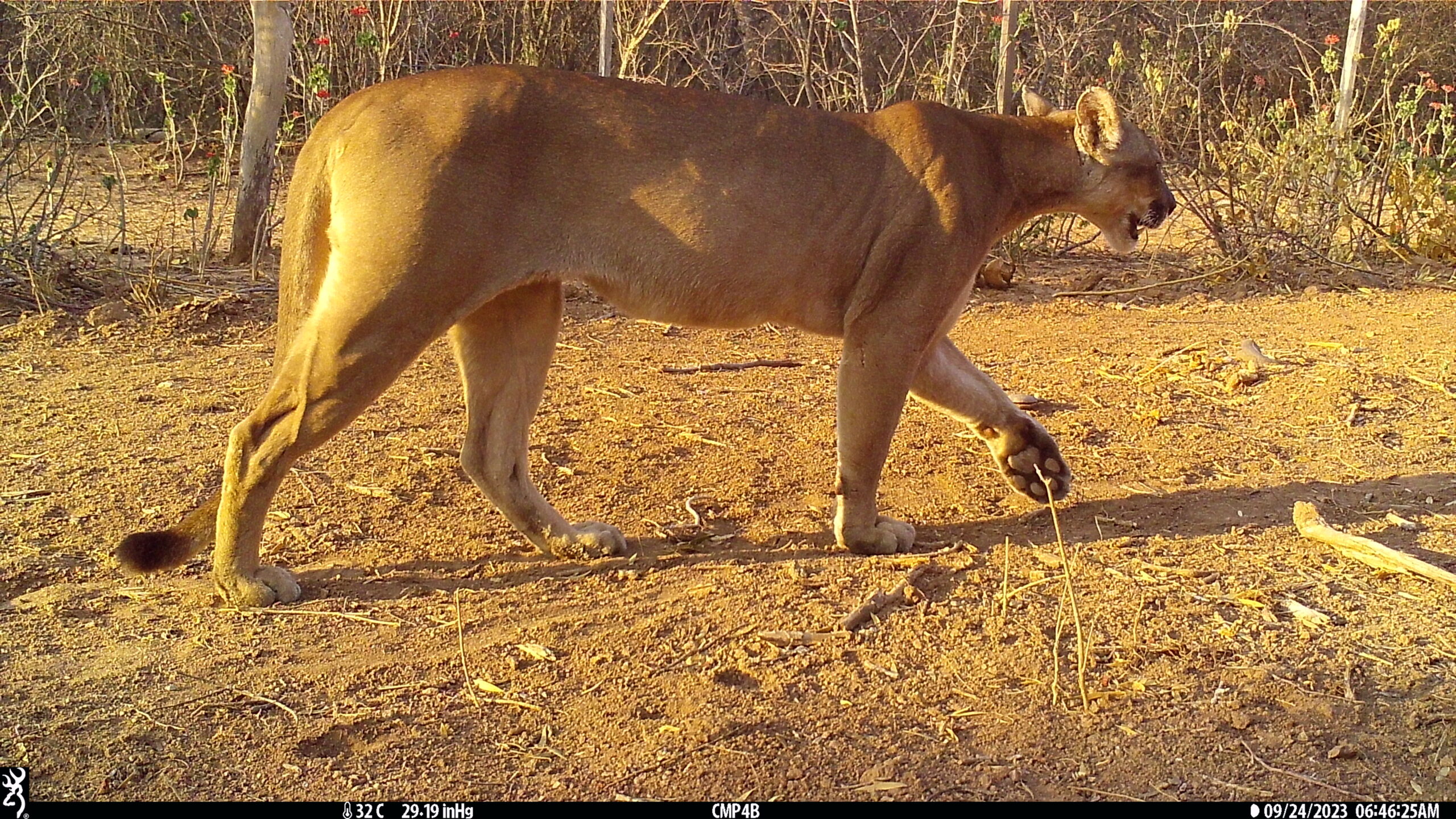 Un ejemplar de puma atraviesa un claro del bosque en el parque nacional Defensores del Chaco. Foto: Guyra Paraguay/CCCI/Jeffrey J Thompson/Marianela Velilla/Juan Campos Krauer.