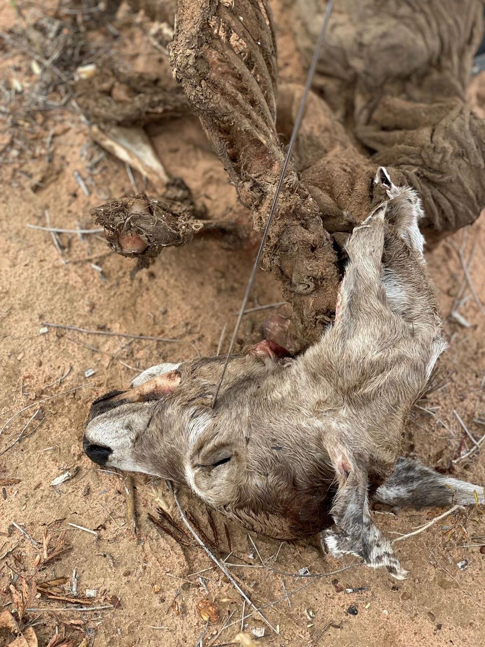 Ternero depredado por un puma en un campo ganadero próximo a Chovoreca. Algunas grandes fincas prevén hasta 300 animales de pérdida por año por ataques de animales silvestres. Foto: Marianella Velilla.