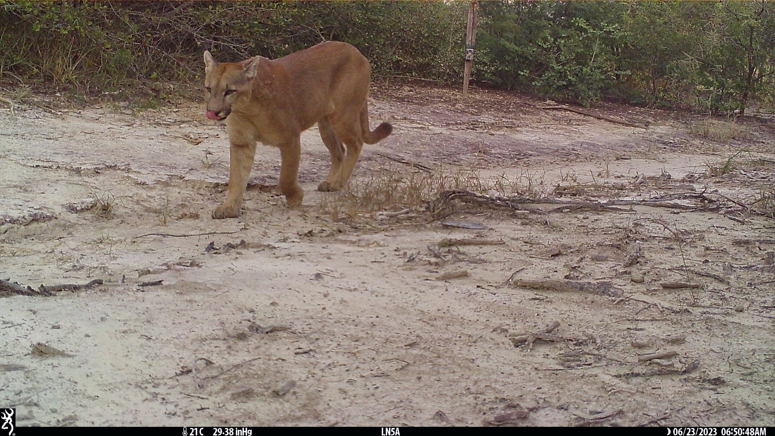 Un ejemplar de puma atraviesa un claro del bosque en el parque nacional Defensores del Chaco. Foto: Guyra Paraguay/CCCI/Jeffrey J Thompson/Marianela Velilla/Juan Campos Krauer.