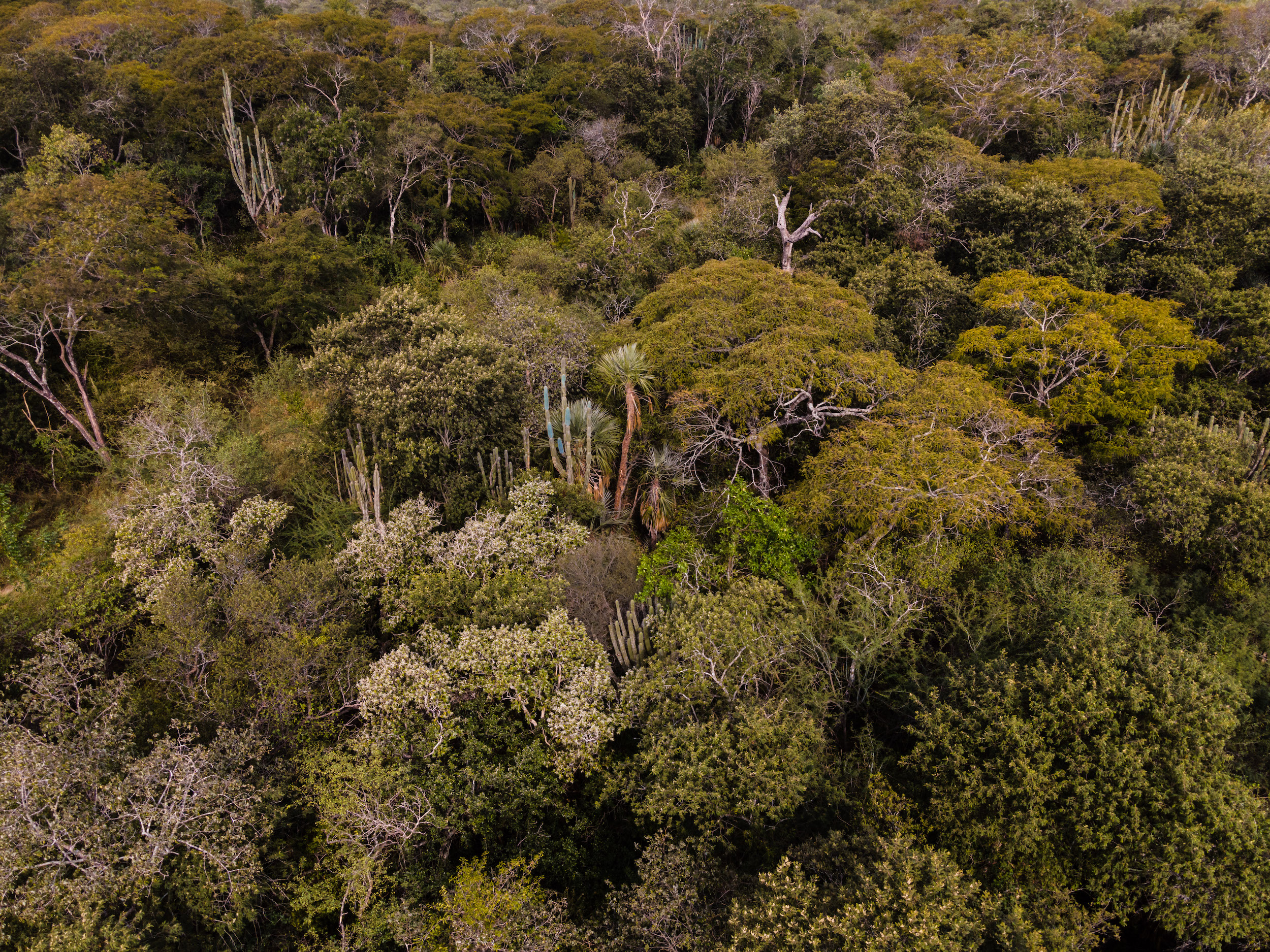 Hacia el norte, en el área del Parque Nacional Chovoreca, la vegetación deja de ser puramente chaqueña para convertirse en una zona de transición hacia la Chiquitania boliviana y el Cerrado brasileño. Foto: Andrea Ferreira.