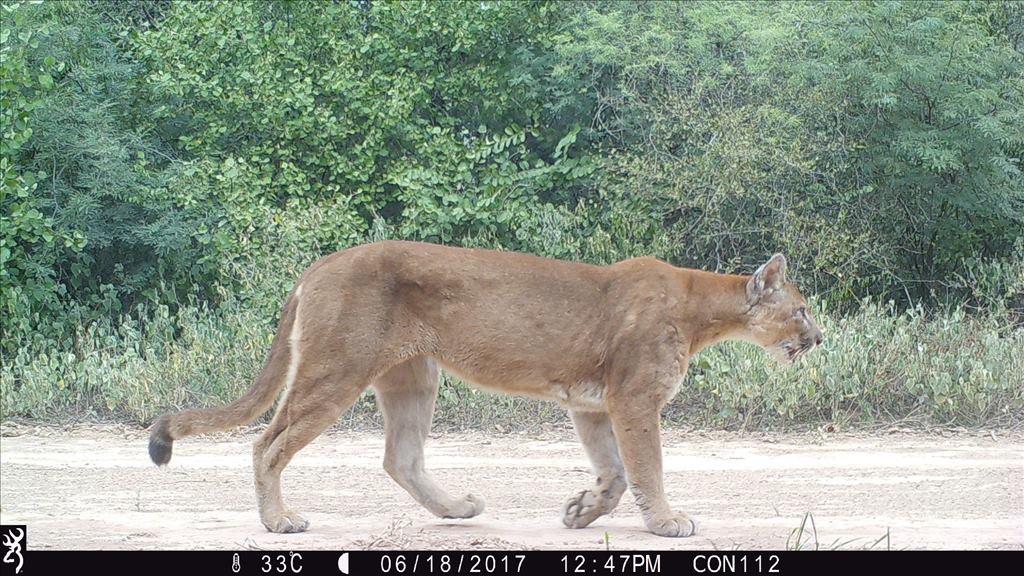 Puma captado en cámara trampa. Foto: Guyra Paraguay/CCCI/Jeffrey J Thompson/Marianela Velilla/Juan Campos Krauer.