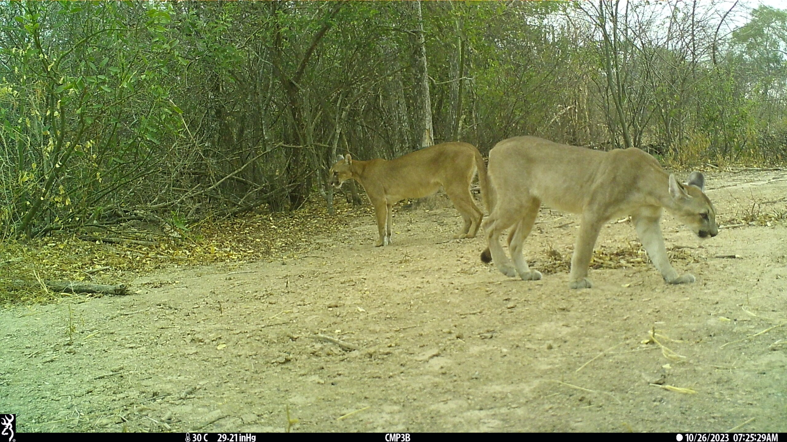 Pareja de pumas captada por una cámara trampa al borde una senda. Si no presienten ningún peligro, los individuos de esta especie suelen ser curiosos y despreocuparse del entorno. Foto: Guyra Paraguay/CCCI/Jeffrey J Thompson/Marianela Velilla/Juan Campos Krauer.