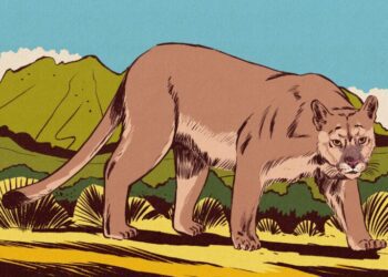 Paraguay’s pumas adapt, with some help, to a ranch-filled landscape