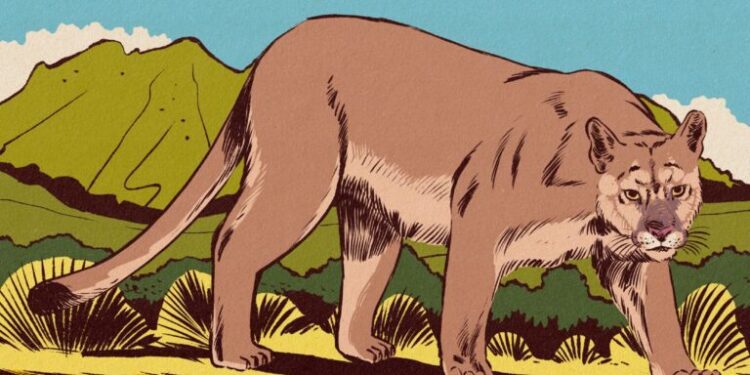 Paraguay’s pumas adapt, with some help, to a ranch-filled landscape