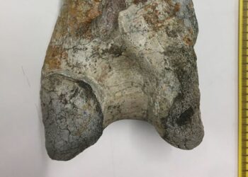 Fossil finding uncovers large ‘terror bird’ in Colombia