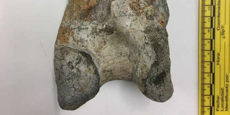 Fossil finding uncovers large ‘terror bird’ in Colombia