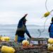 Crabbing season in California is delayed, halting holiday traditions