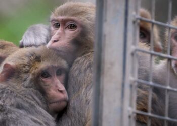 Monkeys who escaped from Alpha Genesis in Yemassee, SC still on loose