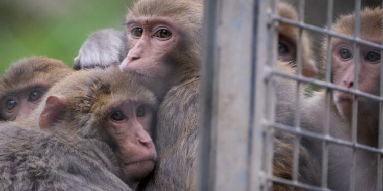 Monkeys who escaped from Alpha Genesis in Yemassee, SC still on loose