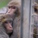 Monkeys who escaped from Alpha Genesis in Yemassee, SC still on loose
