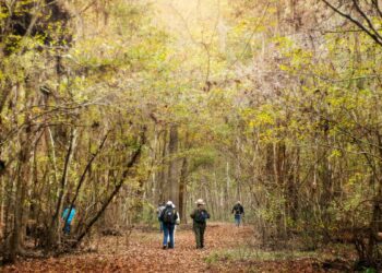 California’s 9 national parks are free to visit on Veterans Day