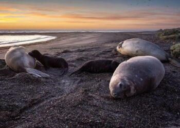 Bird flu decimating South America's elephant seal colonies