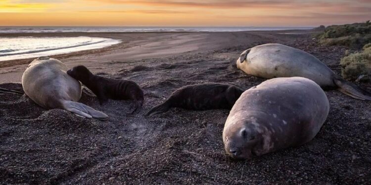 Bird flu decimating South America's elephant seal colonies