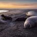 Bird flu decimating South America's elephant seal colonies