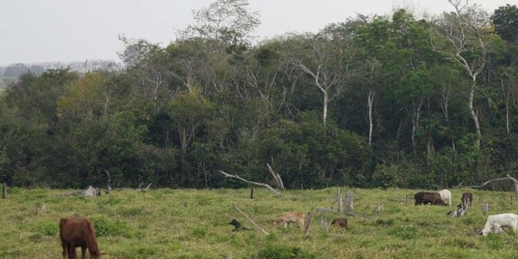 A deadly fly is spreading through Central America. Experts blame illegal cattle ranching.