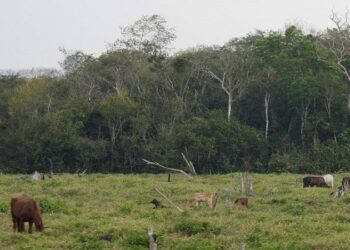 A deadly fly is spreading through Central America. Experts blame illegal cattle ranching