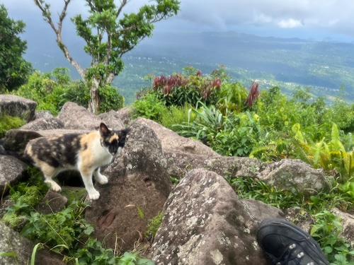 A cat at the peak of Gros Piton in St. Lucia.